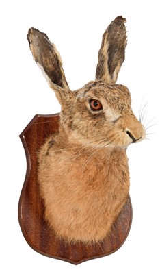 Lot 248 - Taxidermy: European Hare (Lepus europaeus),...