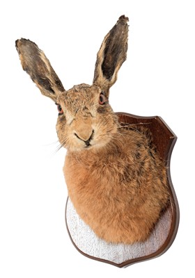 Lot 248 - Taxidermy: European Hare (Lepus europaeus),...