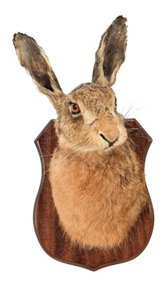Lot 248 - Taxidermy: European Hare (Lepus europaeus),...