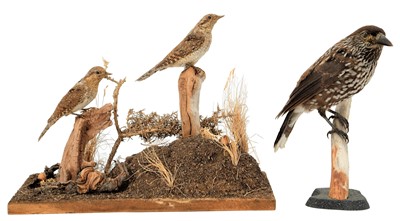 Lot 241 - Taxidermy: A Pair of Wryneck's & Spotted...