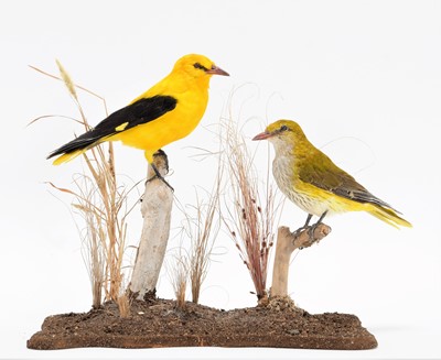 Lot 238 - Taxidermy: A Pair of European Golden Orioles...