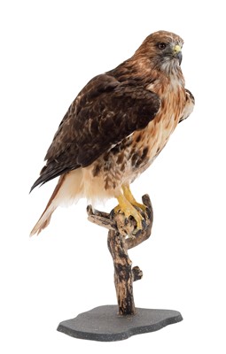 Lot 236 - Taxidermy: A Red-tailed Hawk (Buteo...