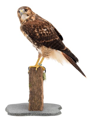 Lot 234 - Taxidermy: A Harris Hawk X Red-tailed Hawk,...