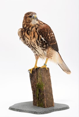 Lot 234 - Taxidermy: A Harris Hawk X Red-tailed Hawk,...