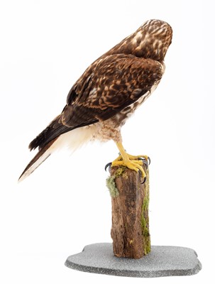 Lot 234 - Taxidermy: A Harris Hawk X Red-tailed Hawk,...