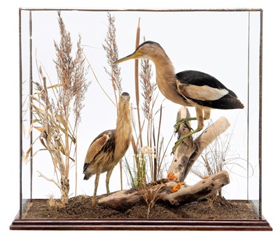 Lot 242 - Taxidermy: A Cased Pair of Little Bitterns...