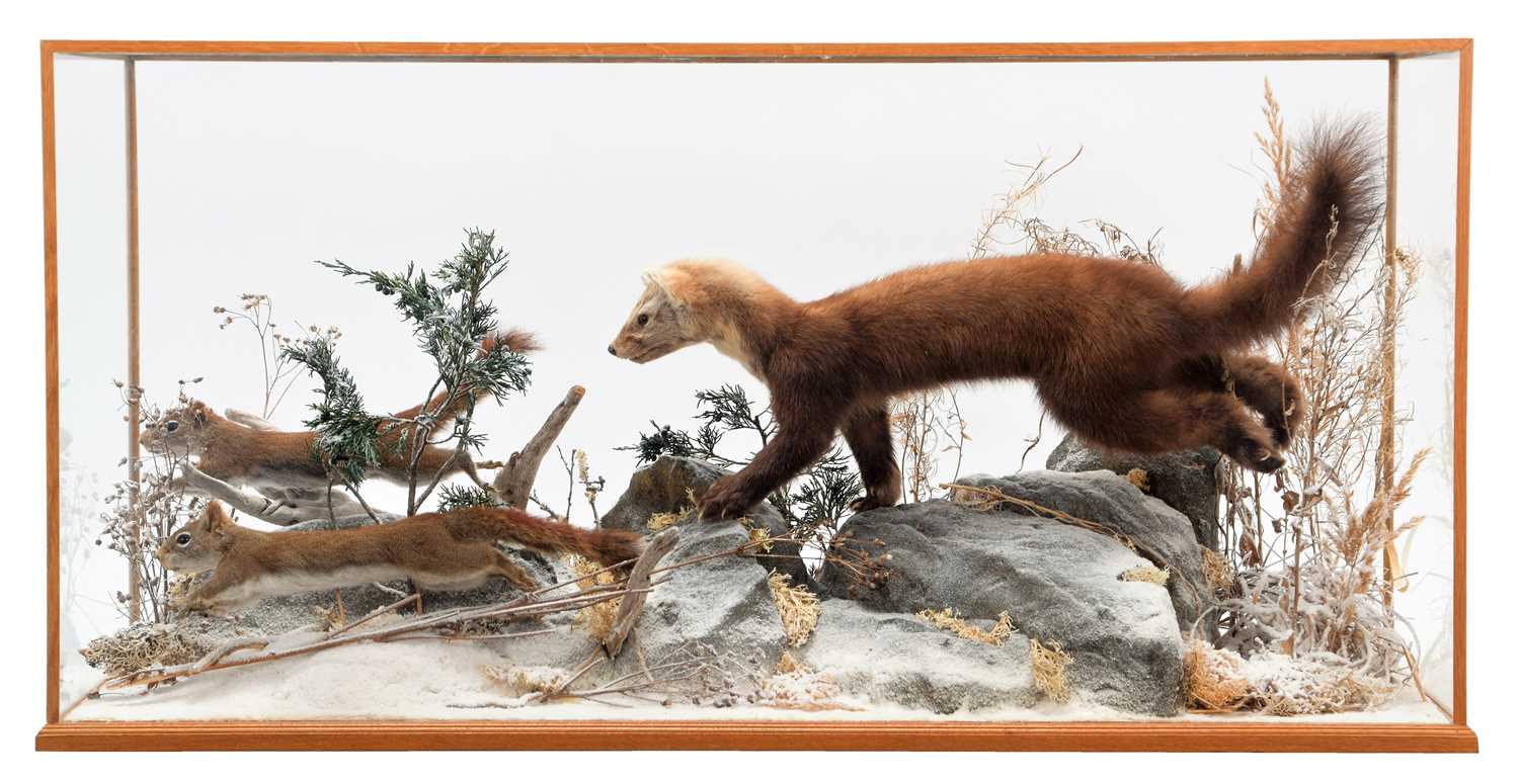 Lot 40 - Taxidermy: A Cased Canadian Pine Marten in...