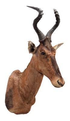 Lot 1227 - Taxidermy: Cape Red Hartebeest (Alcelaphus...