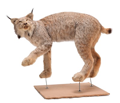 Lot 240 - Taxidermy: A Canadian Lynx (Lynx canadensis),...