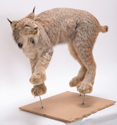 Lot 240 - Taxidermy: A Canadian Lynx (Lynx canadensis),...