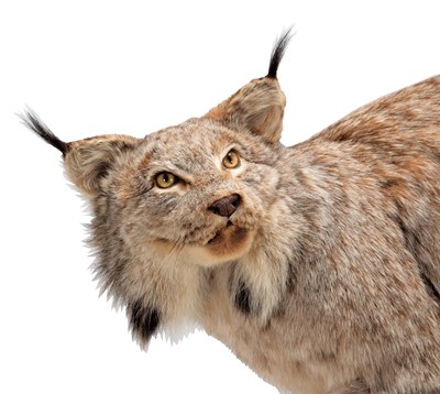 Lot 240 - Taxidermy: A Canadian Lynx (Lynx canadensis),...