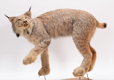 Lot 240 - Taxidermy: A Canadian Lynx (Lynx canadensis),...