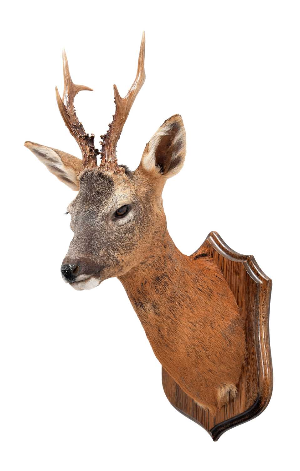 Lot 254 - Taxidermy: A Roebuck Shoulder Mount (Capreolus...