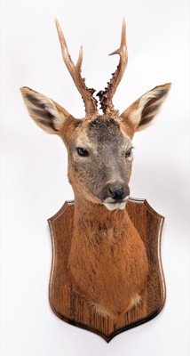 Lot 254 - Taxidermy: A Roebuck Shoulder Mount (Capreolus...