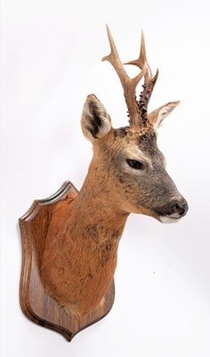 Lot 254 - Taxidermy: A Roebuck Shoulder Mount (Capreolus...