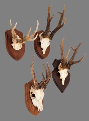 Lot 255 - Antlers/Horns: A Group of Four Medal Class...