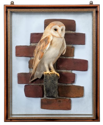 Lot 293 - Taxidermy: A Wall Cased Barn Owl (Tyto alba),...