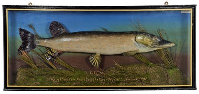 Lot 136 - Taxidermy: A Cased Northern Pike (Esox lucius),...