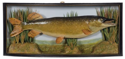 Lot 140 - Taxidermy: A Cased Northern Pike (Esox lucius),...