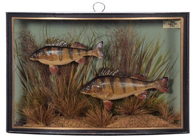 Lot 139 - Taxidermy: A Cased Pair of Perch (Perca...