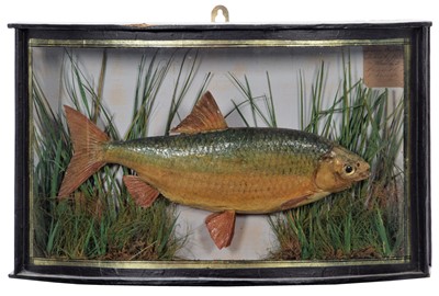 Lot 137 - Taxidermy: A Cased Common Roach (Rutilus...