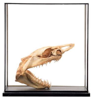 Lot 135 - Skulls/Anatomy: A Cased Shark Skull, circa...