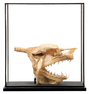Lot 125 - Skulls/Anatomy: A Cased Shark Skull, circa...