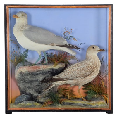 Lot 207 - Taxidermy: A Cased Pair of Herring Gulls...