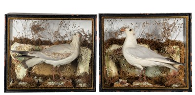Lot 45 - Taxidermy: Two Cased Black-Headed Gulls (Larus...