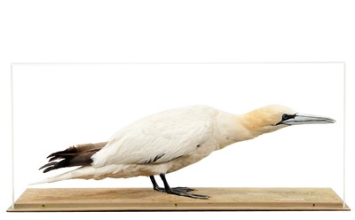 Lot 200 - Taxidermy: A Cased Gannet (Morus bassana),...