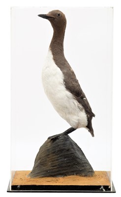 Lot 202 - Taxidermy: A Cased Guillemot (Uria aalge),...
