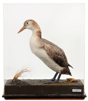 Lot 186 - Taxidermy: A Cased Great Northern Diver or...