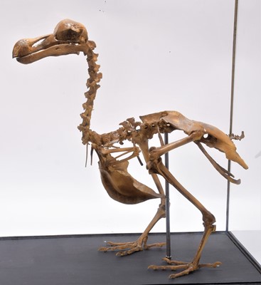 Lot 360 - Skeletons: A Re-Creation of a Dodo Skeleton...