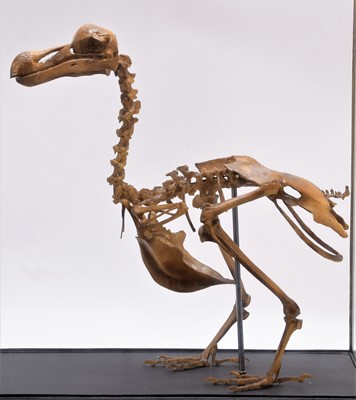 Lot 360 - Skeletons: A Re-Creation of a Dodo Skeleton...