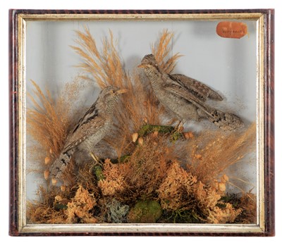 Lot 260 - Taxidermy: A Late Victorian Cased Pair of...