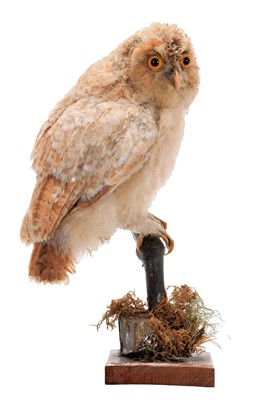 Lot 257 - Taxidermy: A Late Victorian Tawny Owl Chick...