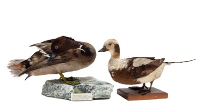 Lot 197 - Taxidermy: A Hybrid Duck & Long-tailed Duck, a...
