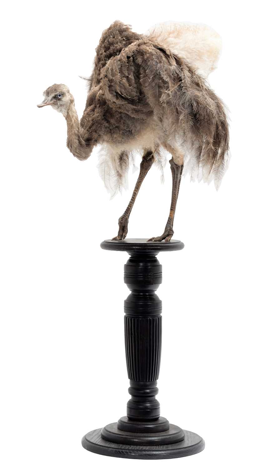 Lot 259 - Taxidermy: A Greater Rhea Chick (Rhea...