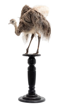 Lot 259 - Taxidermy: A Greater Rhea Chick (Rhea...