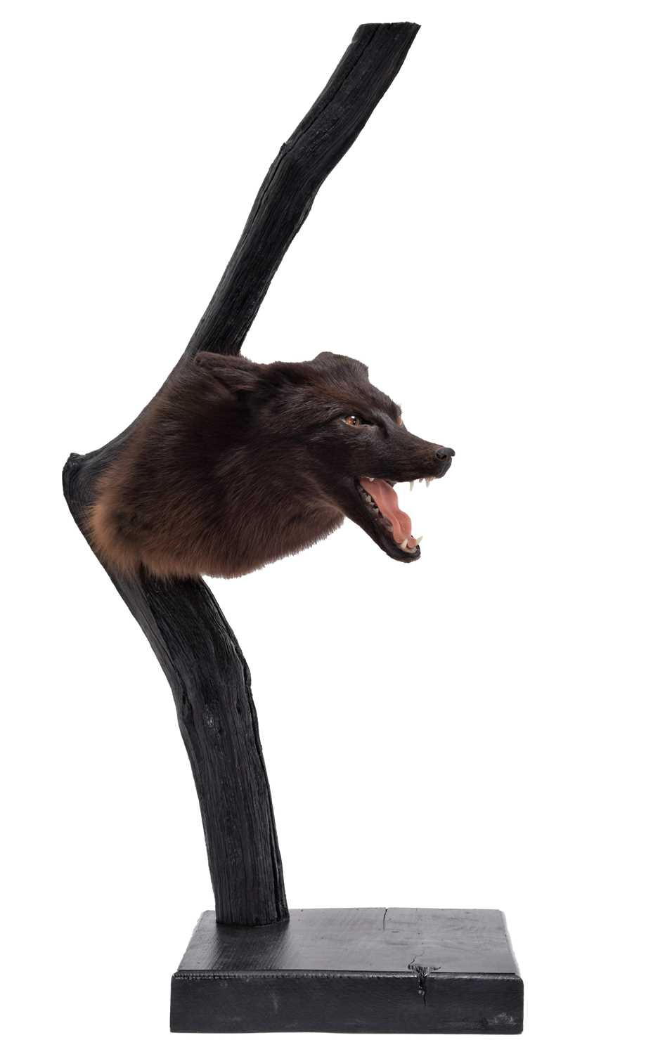 Lot 262 - Taxidermy: A Composed European Melanistic Fox...
