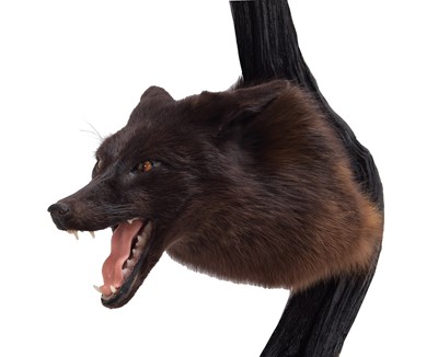 Lot 262 - Taxidermy: A Composed European Melanistic Fox...