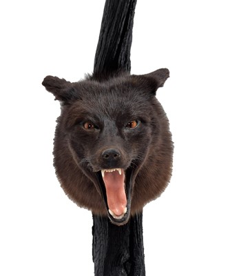 Lot 262 - Taxidermy: A Composed European Melanistic Fox...