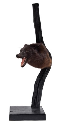 Lot 262 - Taxidermy: A Composed European Melanistic Fox...