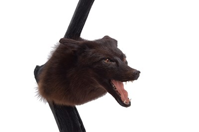 Lot 262 - Taxidermy: A Composed European Melanistic Fox...