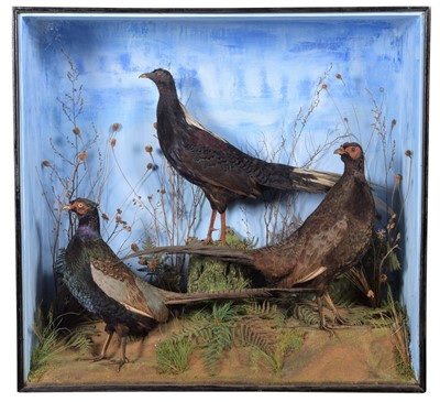 Lot 256 - Taxidermy: A Cased Pair of Melanistic...