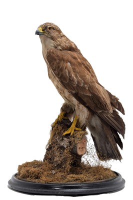 Lot 263 - Taxidermy: A Late Victorian European Common...