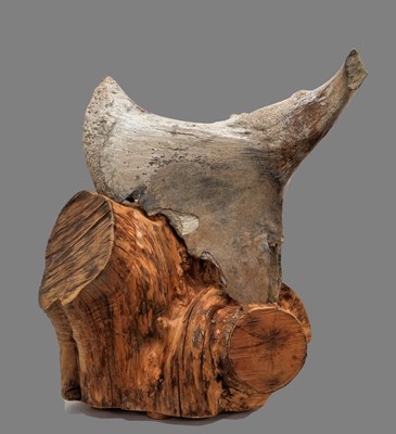 Lot 264 - Natural History: A Mammoth Pelvis Bone...