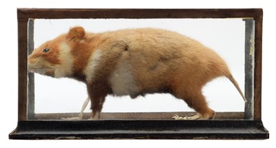 Lot 258 - Taxidermy: A Rare European Wild Hamster...