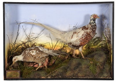 Lot 265 - Taxidermy: A Pair of Edwardian Cased Piebald...