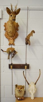 Lot 1112 - Taxidermy: A Group of European Game Trophies,...